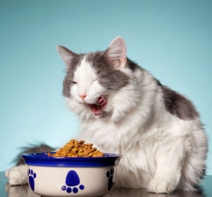 Lorem ipsum dolor sit amet